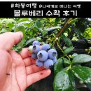 시골여행 | 블루베리 묘목, 수확시기와 효능, 시골 여행 후기