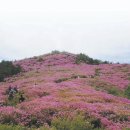 [전북 남원시]축제명 : 봉화산 철쭉제(08.5.1~5.20) 이미지