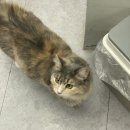 스카이캣명동2호점 이미지