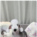 즐거운 애견 이미지