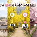 섬진강봄소식 | 3월 봄꽃 축제 총정리, 광양매화 구례산수유 진해군항제 일정 , 꿀팁까지