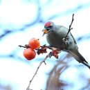 딱따구리 - 군산시 대명3길 34 | 딱따구리