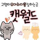캣월드 | 대구 달서구 고양이무마취미용 잘하는곳 고양이카페 캣월드