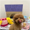 대구애견호텔 애견유치원 모여라솜뭉치 본점 이미지