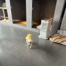 휘게 펫케어 이미지