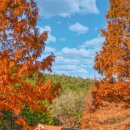국립희리산해송자연휴양림 | 국립 희리산해송 자연휴양림 (대전/충남)