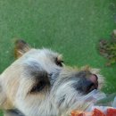 애견동반 멍멍아노올자 이미지