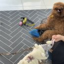 멍뭉이 이발소 이미지