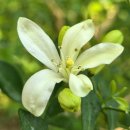 반려식물(홈가드닝) | paniculata](2) 꽃과 열매 운향과 상록관목 및 소교목 재배식물 아열대식물 반려식물 홈가드닝 베란다식물