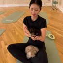 탑 퍼피(TOP PUPPY) | 뉴욕여행# 뉴욕 퍼피요가 체험 후기 | 강아지들과 함께한 힐링 타임 (Puppy Sphere)