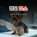 청도펫동물병원 | 청도 캡스 동물병원·펫샵 사고 예방을 위해 CCTV가 반드시 필요한 이유