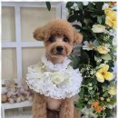 우리동네펫샵 이미지