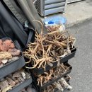 유목 | 어항꾸미기 - 청계천 수족관거리에서 구입한 유목 후기 | 남국상사