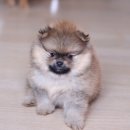 예뻐예 이미지