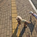 고프(GOPE) 네이처 강아지 가죽목줄 리드줄 내돈내산 1년 실사용후기