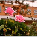 매류보건진료소 이미지