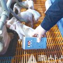 파주양돈단지(4) 네이버블로그