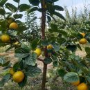 옥전농장 이미지