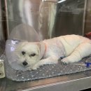 24시 온누리동물메디컬센터 이미지