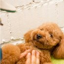 하울팟 부산케어센터 이미지