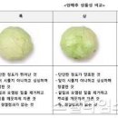 양배추 효능 비타민U 위염 위궤양 좋은 이유 이미지