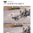 착한강아지 이미지