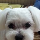 부원초등학교 이미지