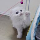 김포고양이분양 맘스캣 이미지