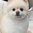 도루몽실 이미지