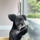 미코 그루밍 이미지