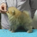 헬리우스 이미지