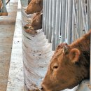 한우사육장 이미지