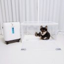 고양이 강아지 산소방 대여 대신 구매 후기 오투맥스 강아지 산소호흡기