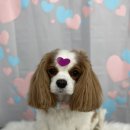 다원하개 이미지