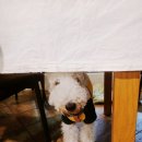 어화둥둥 내강아지 이미지