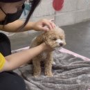 해피독 트레이닝스쿨 이미지