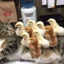 엄마밥줘 이미지