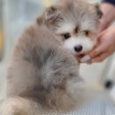 시바견분양.kr 이미지