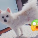 DOG ENT. 도그이엔티 이미지