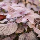 도화리마을 이미지