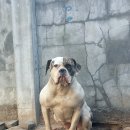 아델리오