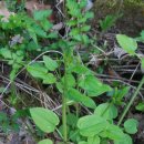 낙동강오리알 이미지