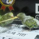 사랑새 이미지