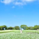 와흘메밀마을 | 제주도 와흘메밀마을 2025년 소요시간 축제 입장료 주차 후기