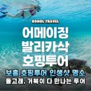 보홀 호핑투어, 돌고래부터 거북이까지! 인생샷 보장 코스