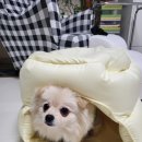 댕글하우스 이미지