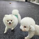 Cozy Doggie (코지도기) | 양산 애견유치원 &#39;코지도기&#39; 애견호텔, 반려견 유치원