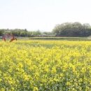 경주 가볼만한곳 - 데이트코스로 좋은 경주 첨성대 유채꽃 이미지