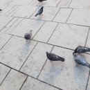 비둘기공원2 이미지