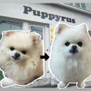 퍼피루스 이미지